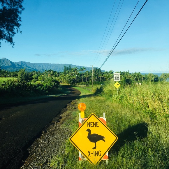 Meet your Posher, RaNdoM FOrm Hawaii - Picture 2 of 8